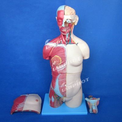 333 の 番号 の 位置 の 利点 人体 解剖 体 筋 や 器官 を 備えた 体 筋 の モデル