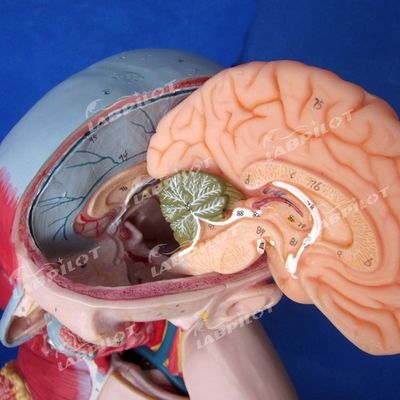 333 の 番号 の 位置 の 利点 人体 解剖 体 筋 や 器官 を 備えた 体 筋 の モデル