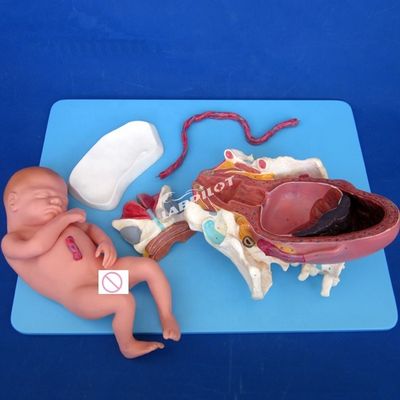 医学解剖学実証モデル 出産 盆腔と満期胎児モデル