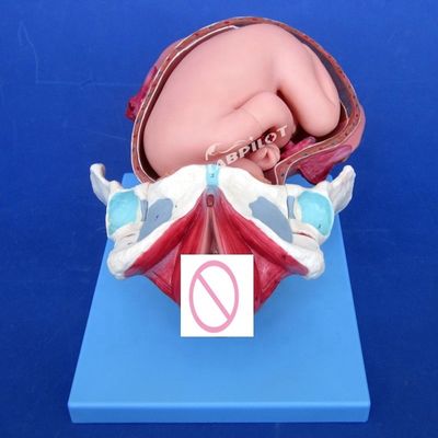 医学解剖学実証モデル 出産 盆腔と満期胎児モデル