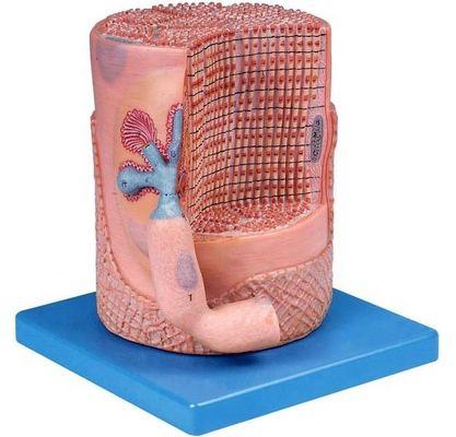 先進的なPVC医学 解剖学モデル 骨格筋繊維 筋肉細胞の核 3Dモデル