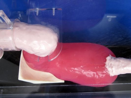 人体サイズ ガストロスコップ 胃腸解剖学教育のためのダウデノスコップとERCP