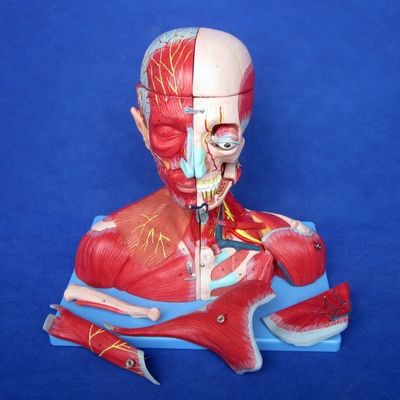 医学研究 先進的なPVC 人間の頭 筋肉 神経と脳 解剖学 身体モデル