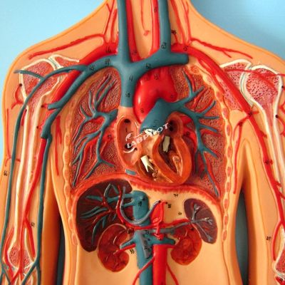 訓練 の ため に 心血管 システム の 解剖 を 示す 人間 血管 モデル