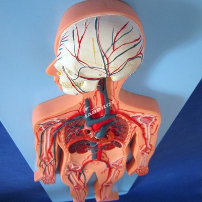 訓練 の ため に 心血管 システム の 解剖 を 示す 人間 血管 モデル