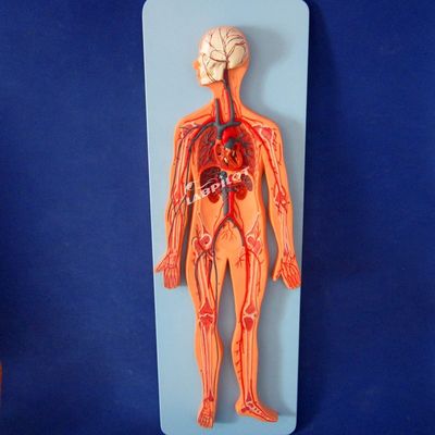 訓練 の ため に 心血管 システム の 解剖 を 示す 人間 血管 モデル
