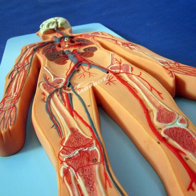 訓練 の ため に 心血管 システム の 解剖 を 示す 人間 血管 モデル