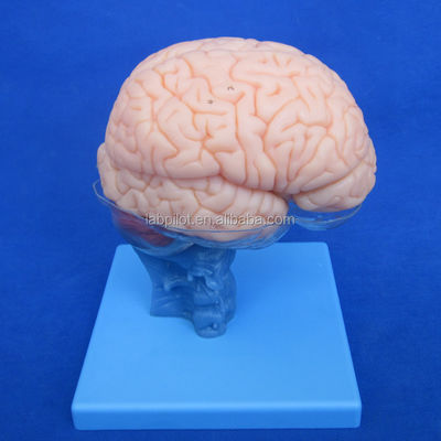 人体サイズ 3D 教学解剖学モデル 15 医療科学のための取り外す部品