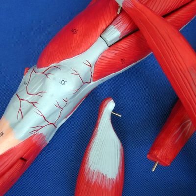 解剖学教育のための高度なPVC医療モデル