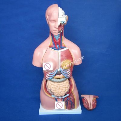 女性の乳房壁 脳肺と心臓 臓器モデル 人間の生命サイズ教育