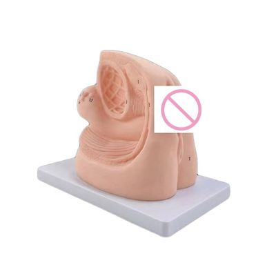 組み合わせ 看護 人体 サイズ 女性の生殖器 教師用モデル