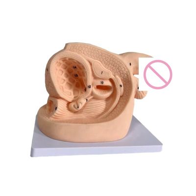 組み合わせ 看護 人体 サイズ 女性の生殖器 教師用モデル