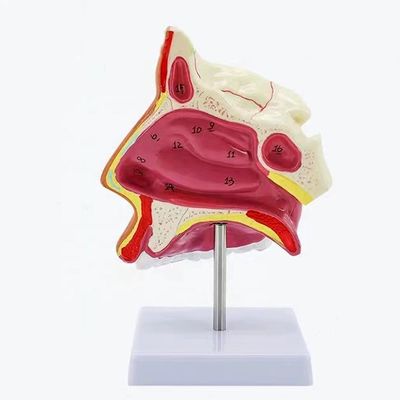 細かい解剖構造と高度なPVCを持つ中間サジタル鼻腔モデル