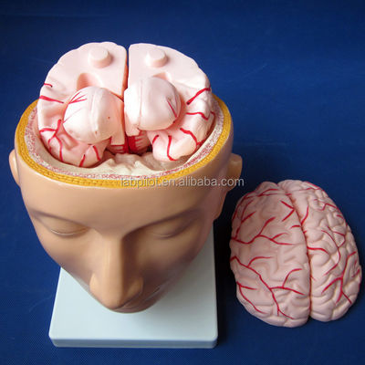 生物学の学校 脳のモデル 人間の生命体 動脈と頭部を持つPVC