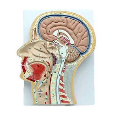 プロの解剖学モデル 口と鼻と喉の頭部の中央サギタル部分