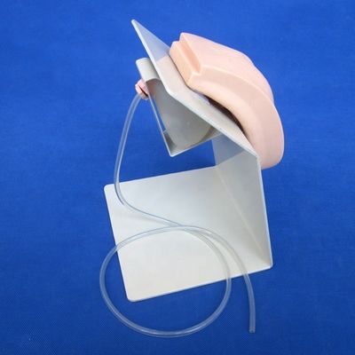 女性および男性患者のカテーテリゼーション実証のための現実的なヒト人形