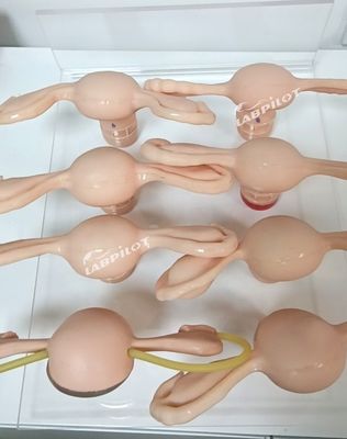 婦人科解剖学モデルのための子宮シミュレーター