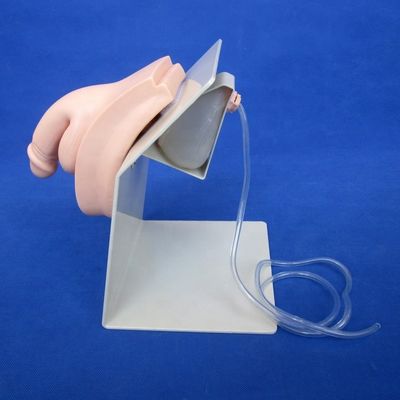 女性および男性患者のカテーテリゼーション実証のための現実的なヒト人形