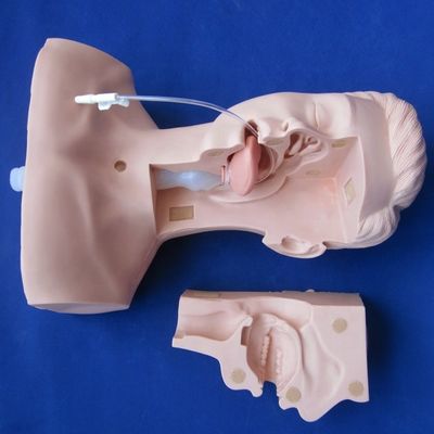 高度な吸い込み訓練と唾液吸い込みモデルのための学校の好ましい人形