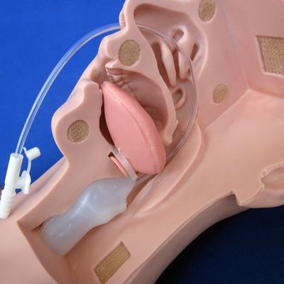 高度な吸い込み訓練と唾液吸い込みモデルのための学校の好ましい人形
