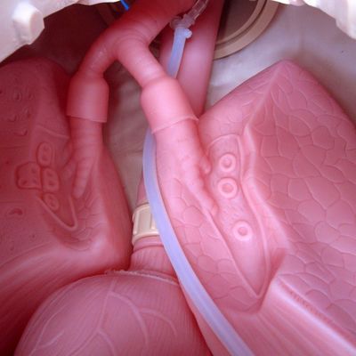 プロの人体サイズ内管と吸気訓練 マニキン 介護機能