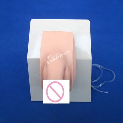 現実的な人間のマニキン 経済的な男性カテーテリゼーション 教えるシミュレーター 看護訓練モデル