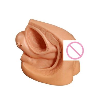 女性内性器官と尿管カテーテリゼーションの訓練の実践モデル