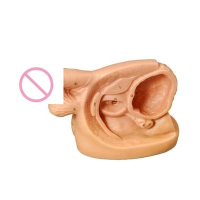 女性内性器官と尿管カテーテリゼーションの訓練の実践モデル