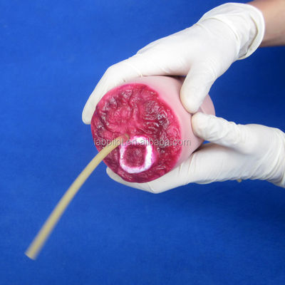 腕切断と血止まり訓練モデル 鮮やかな出血の傷の看護ケアモジュール