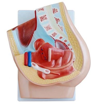 医学教育のための鮮明な女性骨盤モデル カテゴリー 人間の生殖器系モデル