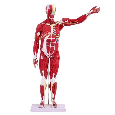 アイテム 人体解剖学モデル 内臓と筋肉を表示する トルソ マネキン