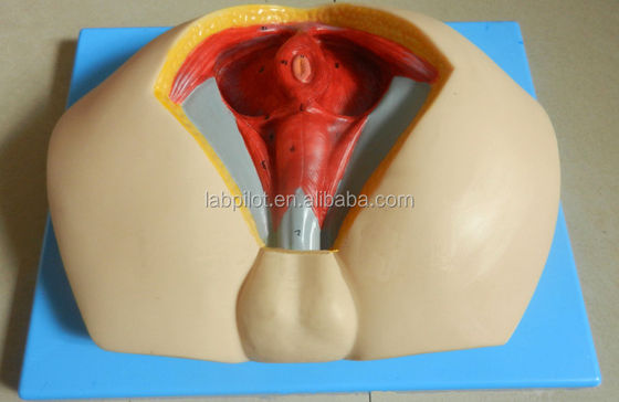 人間の生命体サイズ 男性の腹膜解剖学を理解するための高度なPVC腹膜モデル