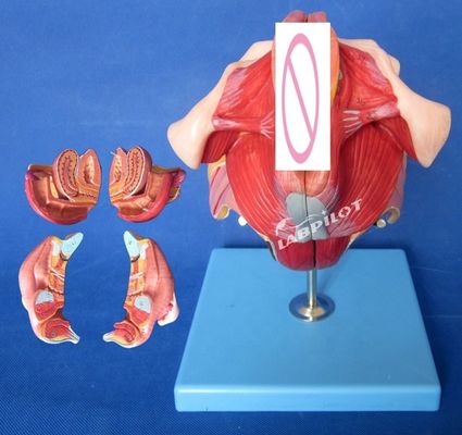 医療訓練と実証のための高度なPVC女性腹膜解剖モデル
