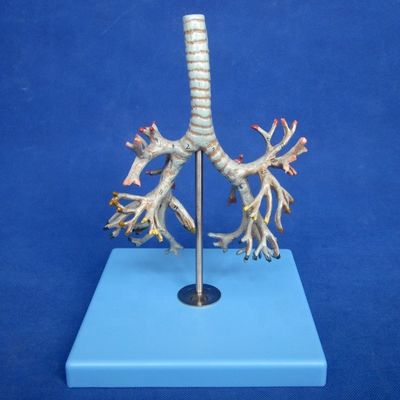 医療用ヒト支管模型 生命体サイズで設計されたPVC型肺管モデル