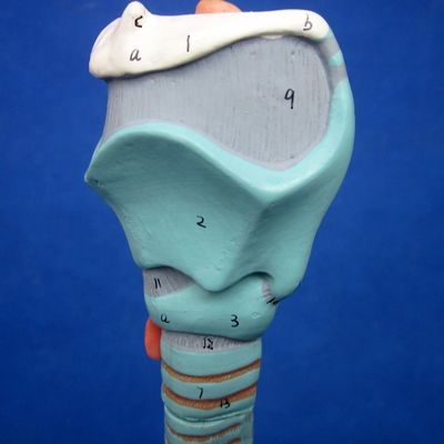 医学 科学 展示 脱ぎ取れる 支管 樹 と 喉頭 の 解剖 モデル