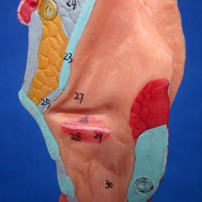 医学 科学 展示 脱ぎ取れる 支管 樹 と 喉頭 の 解剖 モデル