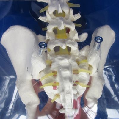 この総合的な男性尿道カテーテリゼーションシミュレーター訓練人形で現実性を体験してください
