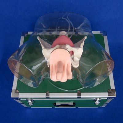 この総合的な男性尿道カテーテリゼーションシミュレーター訓練人形で現実性を体験してください