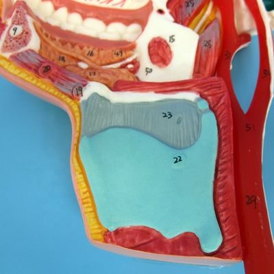 詳細な顔神経と容器モデル 総合的なスタッドのための高度なPVC材料