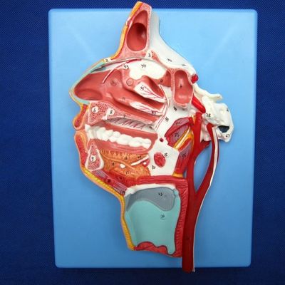 詳細な顔神経と容器モデル 総合的なスタッドのための高度なPVC材料