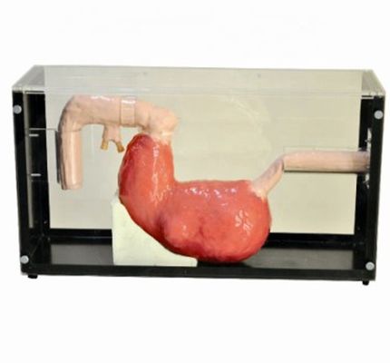 胃腸病変のための高度な胃鏡検査とERCP訓練モデル