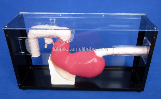 メディカル エソファゴスコップ トレーニング 胃腸病変のためのガストロスコップとERCPトレーナー