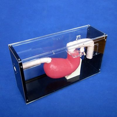 メディカル エソファゴスコップ トレーニング 胃腸病変のためのガストロスコップとERCPトレーナー