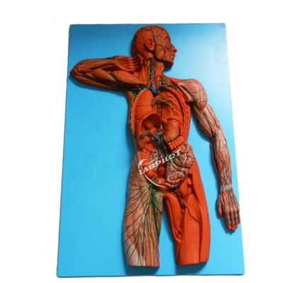 人体免疫系 解剖学教学モデル リンパ系臓器のための3Dシミュレーター