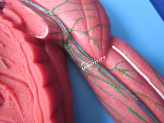 人体免疫系 解剖学教学モデル リンパ系臓器のための3Dシミュレーター
