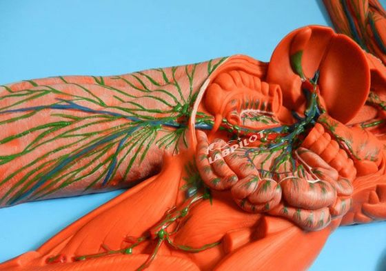 人体免疫系 解剖学教学モデル リンパ系臓器のための3Dシミュレーター