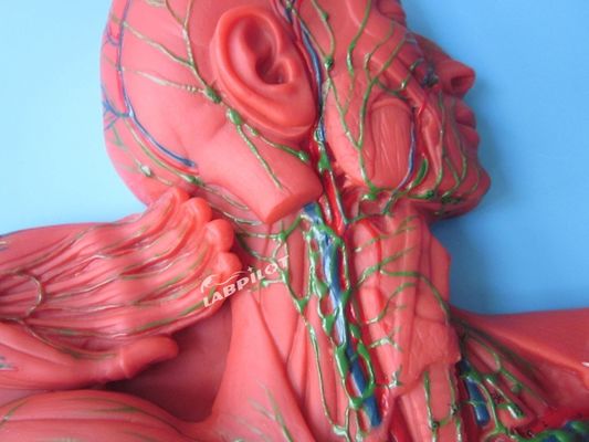 人体免疫系 解剖学教学モデル リンパ系臓器のための3Dシミュレーター