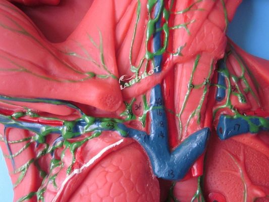 人体免疫系 解剖学教学モデル リンパ系臓器のための3Dシミュレーター