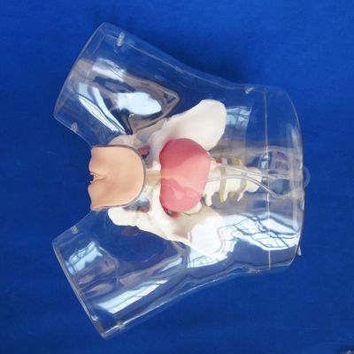 先進的なPVC透明女性尿道カテーテリゼーショントレーニング 介護訓練