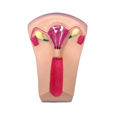医療 医学 PVC IUD 挿入トレーナー 子宮 女性 子宮内器具 シミュレーター モデル